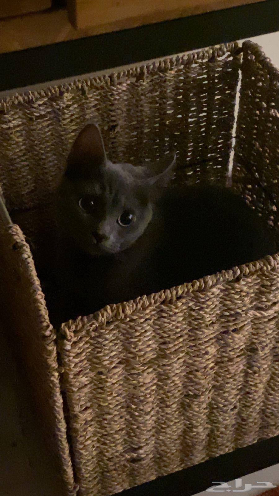 A female British short-haired cat available for adoption63251589883778112