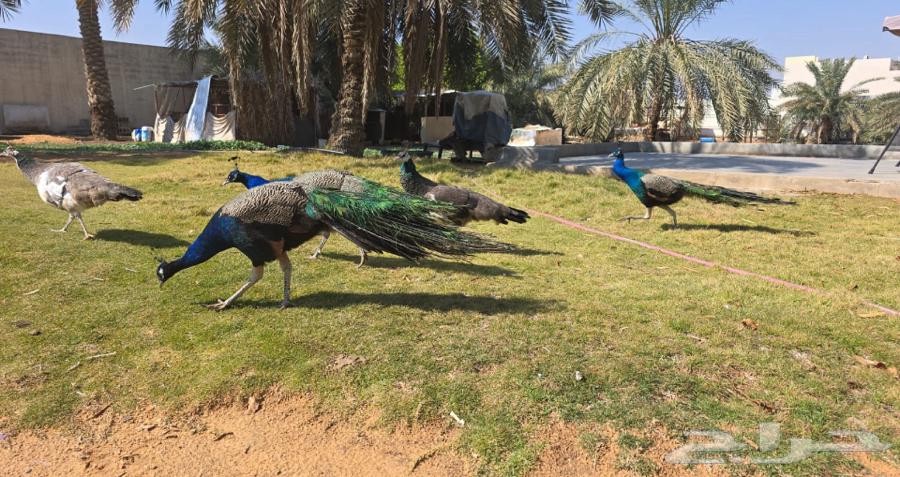 Peacocks63617887315458112