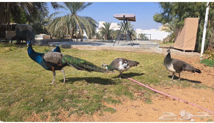 Peacocks63617887315458111