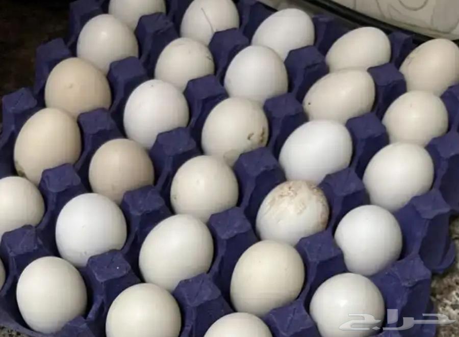 بيض بلدي مخصب632521494942751111
