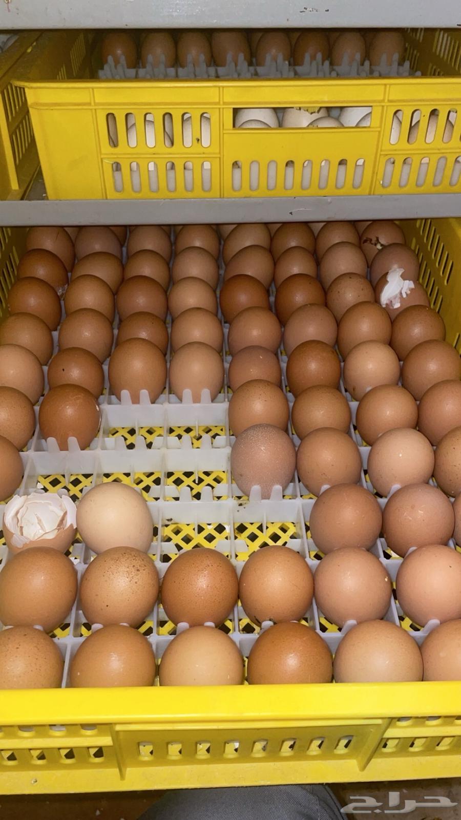 All types of eggs63248474095874112