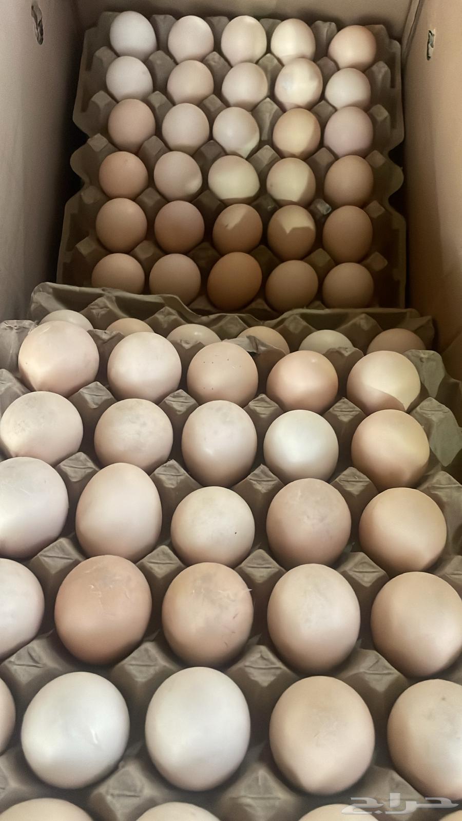All types of eggs63248474095874110
