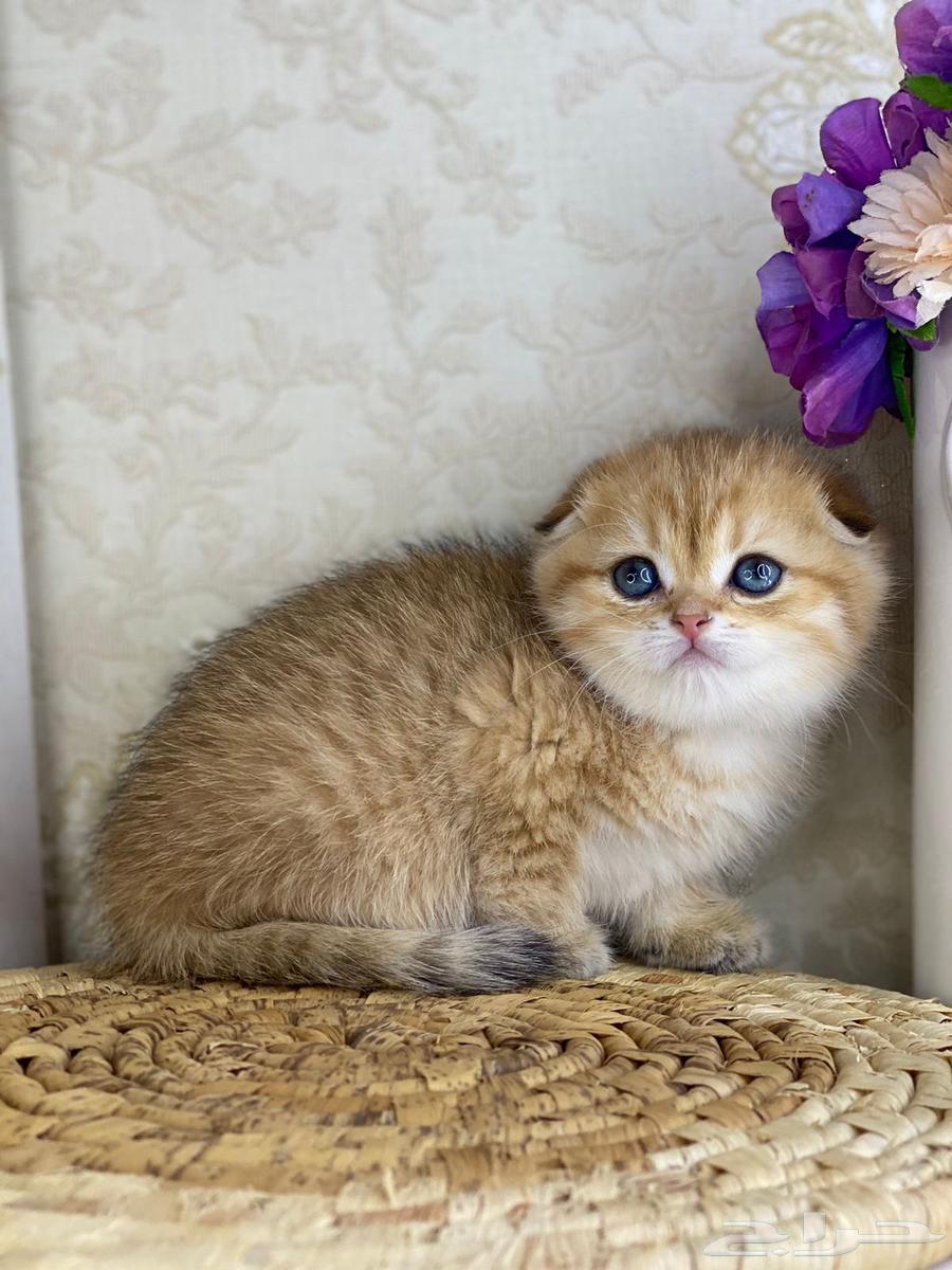Scotch Street Pure Scotch Fold Pure Triple Fold Gold Silver Kitten632489880244501116