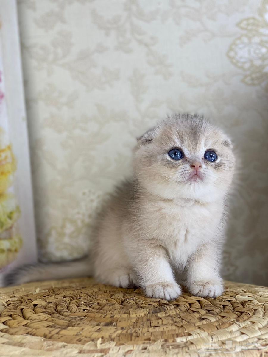 Scotch Street Pure Scotch Fold Pure Triple Fold Gold Silver Kitten63248988024450114