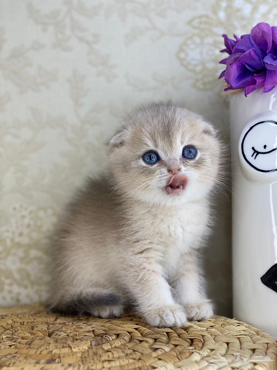 Scotch Street Pure Scotch Fold Pure Triple Fold Gold Silver Kitten63248988024450113