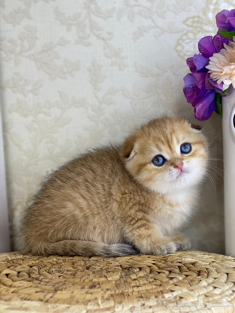Scotch Street Pure Scotch Fold Pure Triple Fold Gold Silver Kitten63248988024450111