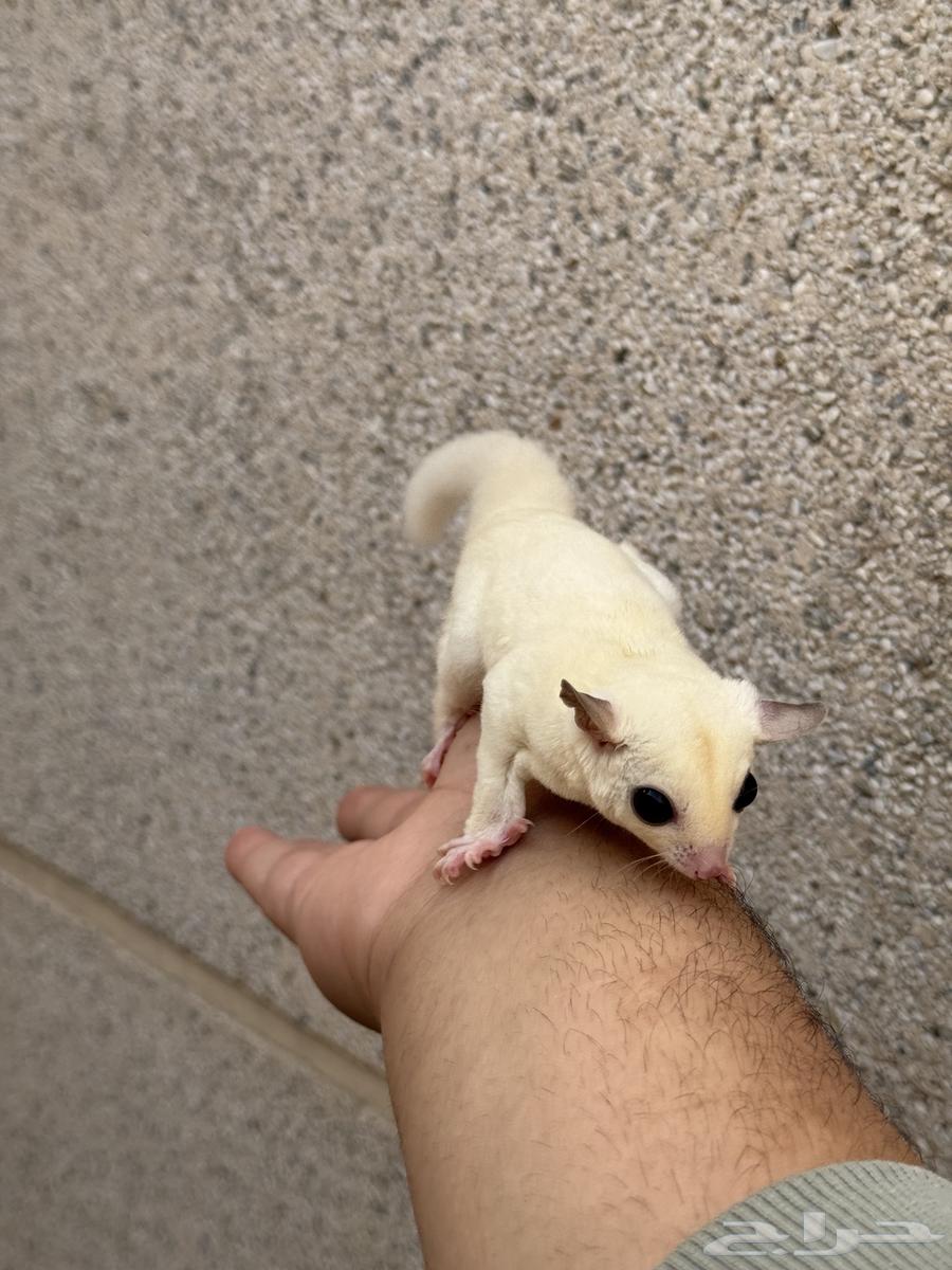 Sugar glider  
Sugar glider63252174250371111