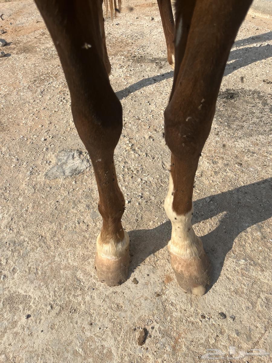 Arabian horse63617889831683113