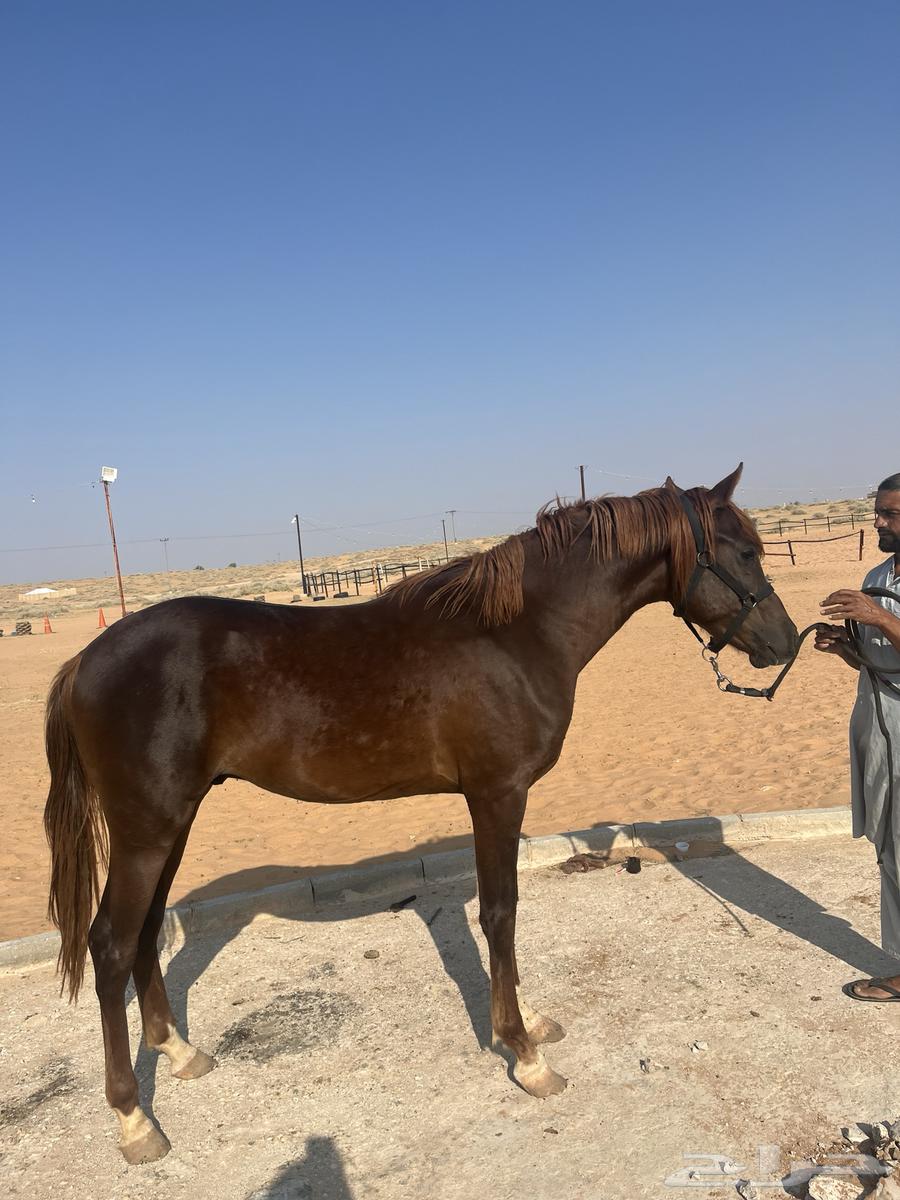 Arabian horse63617889831683112
