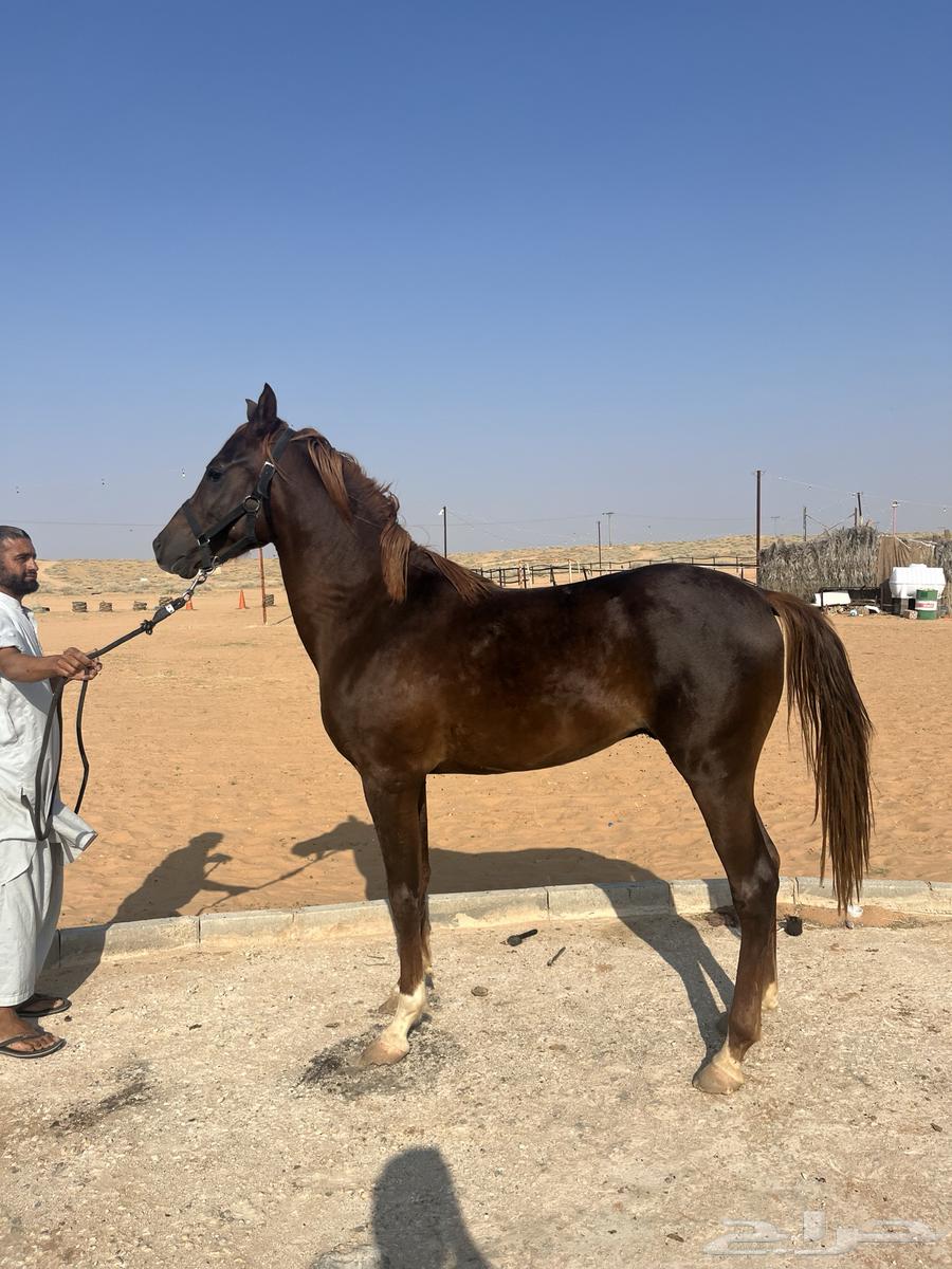 Arabian horse63617889831683111