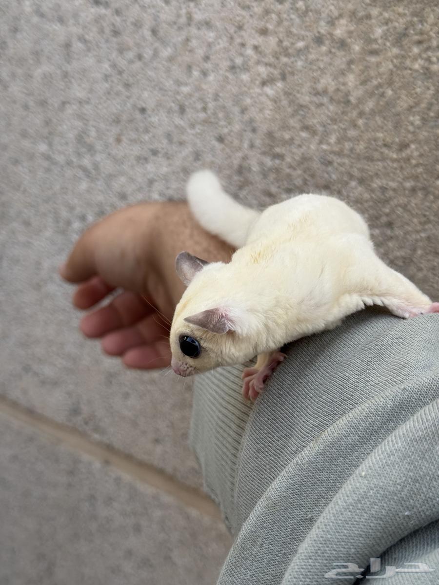 Sugar glider  
Sugar glider63252174250371112