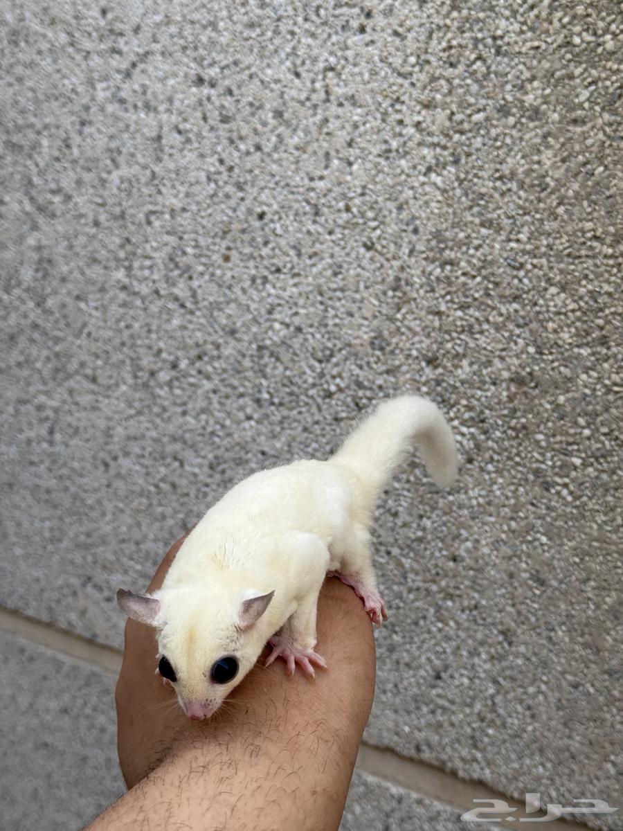 Sugar glider  
Sugar glider63252174250371111