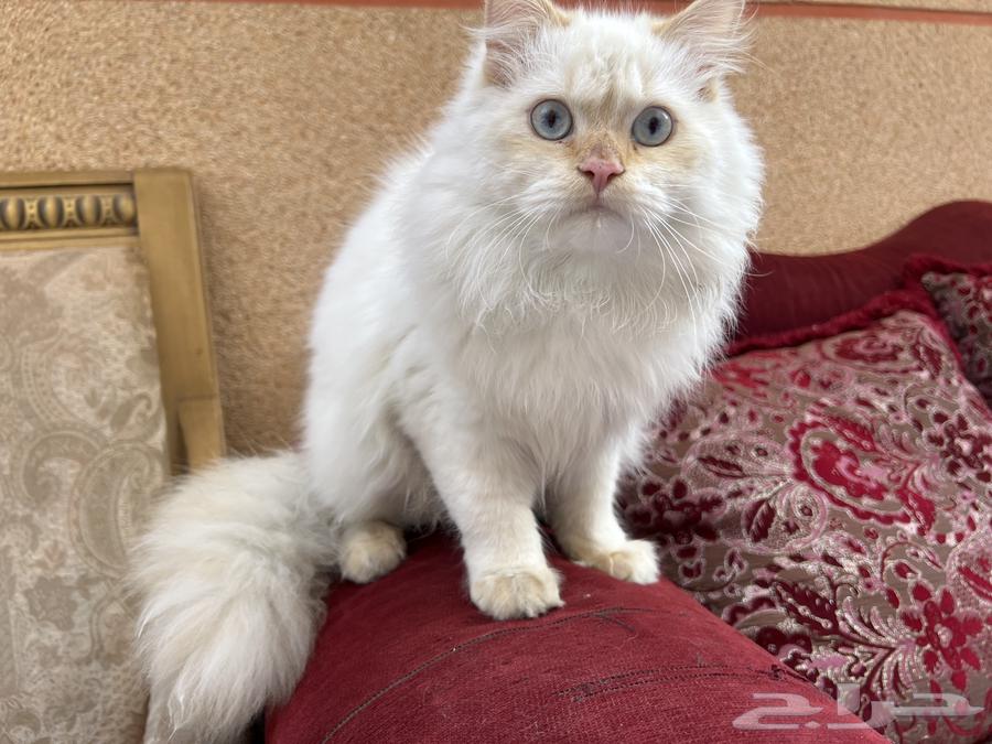 Adopt 300 hybrid Shirazi pure Ragdolls with me.63250010394113113