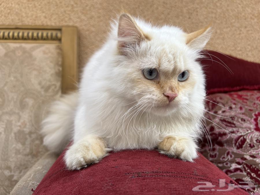 Adopt 300 hybrid Shirazi pure Ragdolls with me.63250010394113112