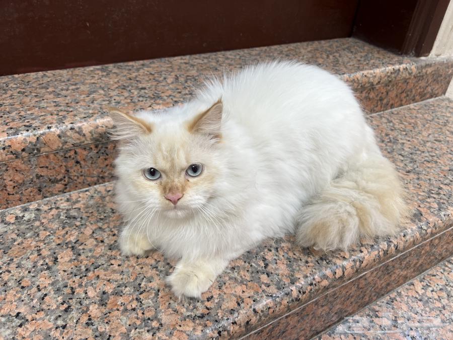 Adopt 300 hybrid Shirazi pure Ragdolls with me.63250010394113111