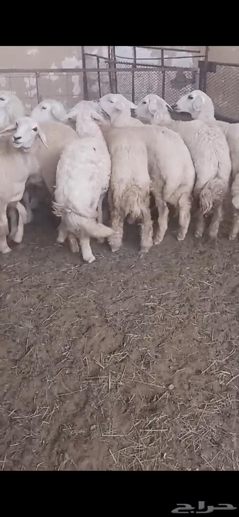 رخال مقنى رقم 1632489759025931112