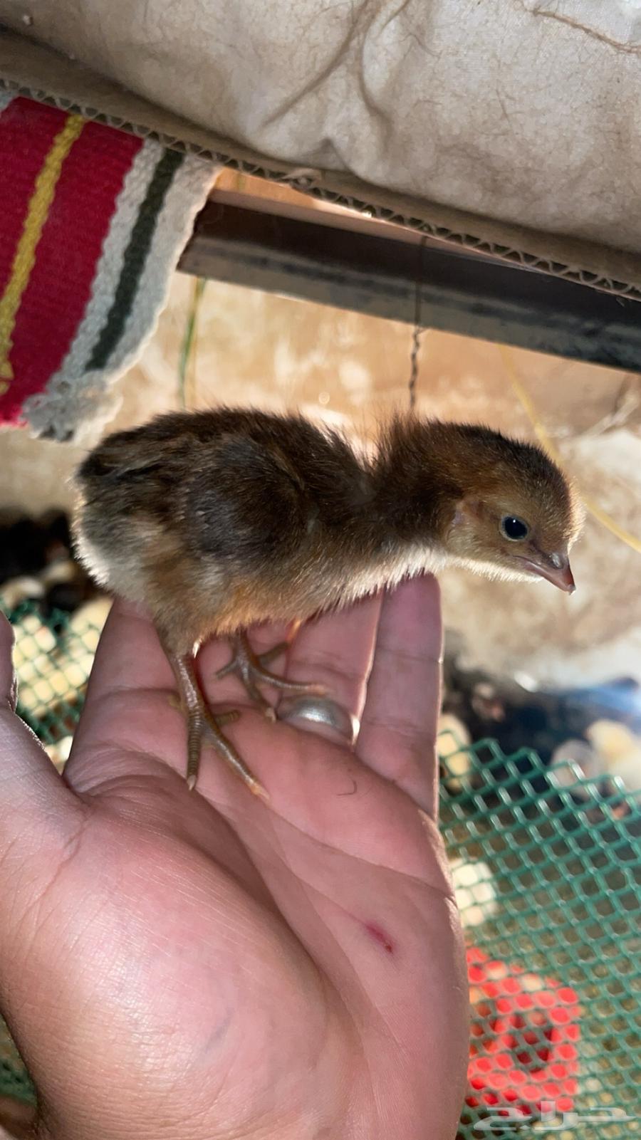 Local chicken chicks63246964961793112