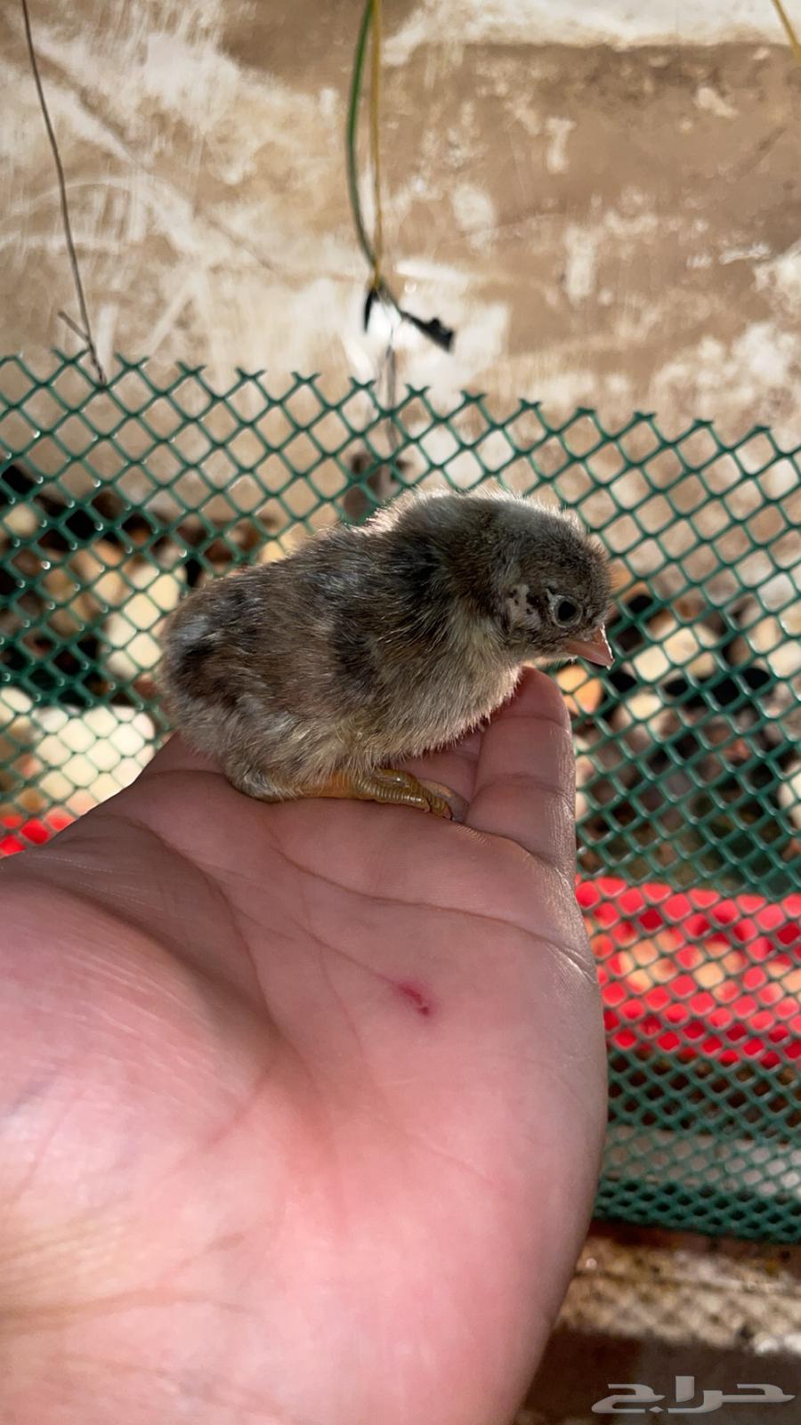 Local chicken chicks63246964961793113
