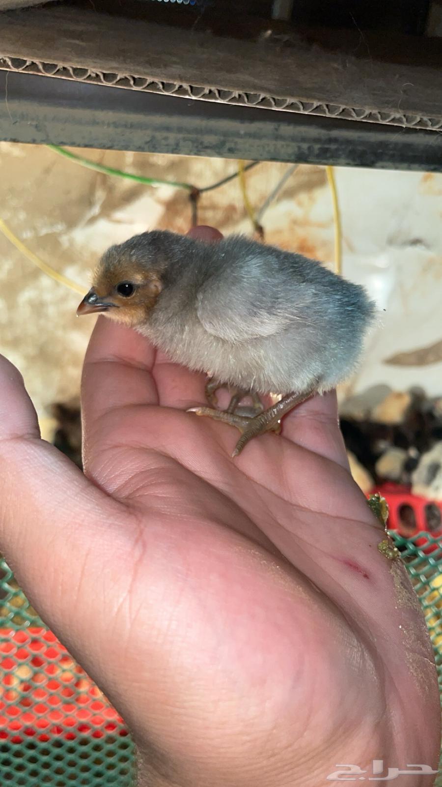 Local chicken chicks63246964961793111