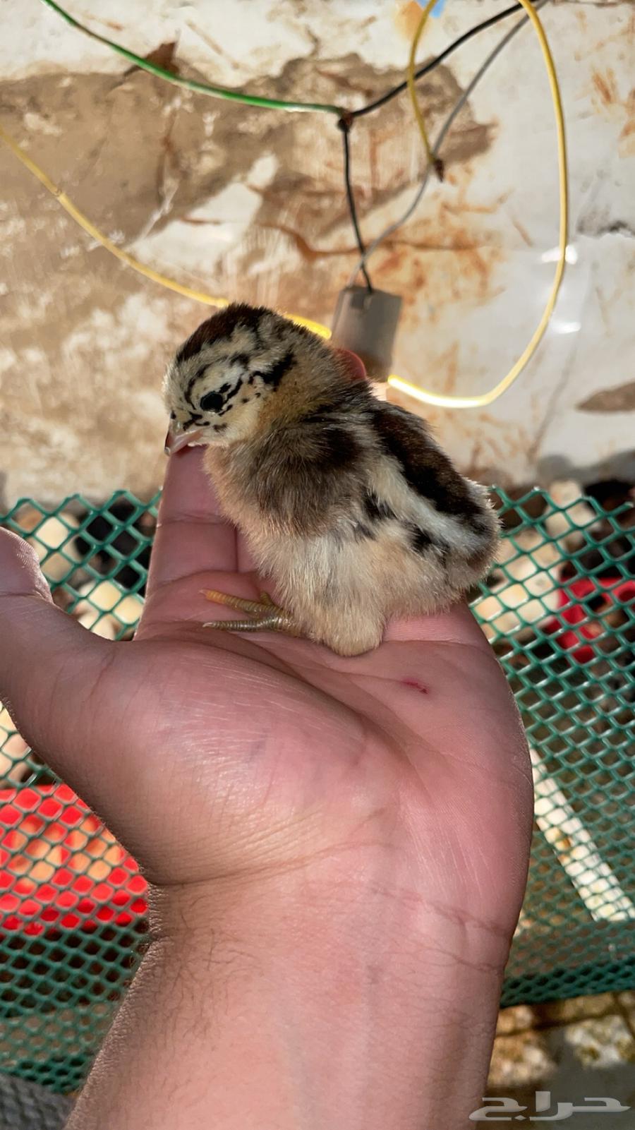 Local chicken chicks63246964961793114