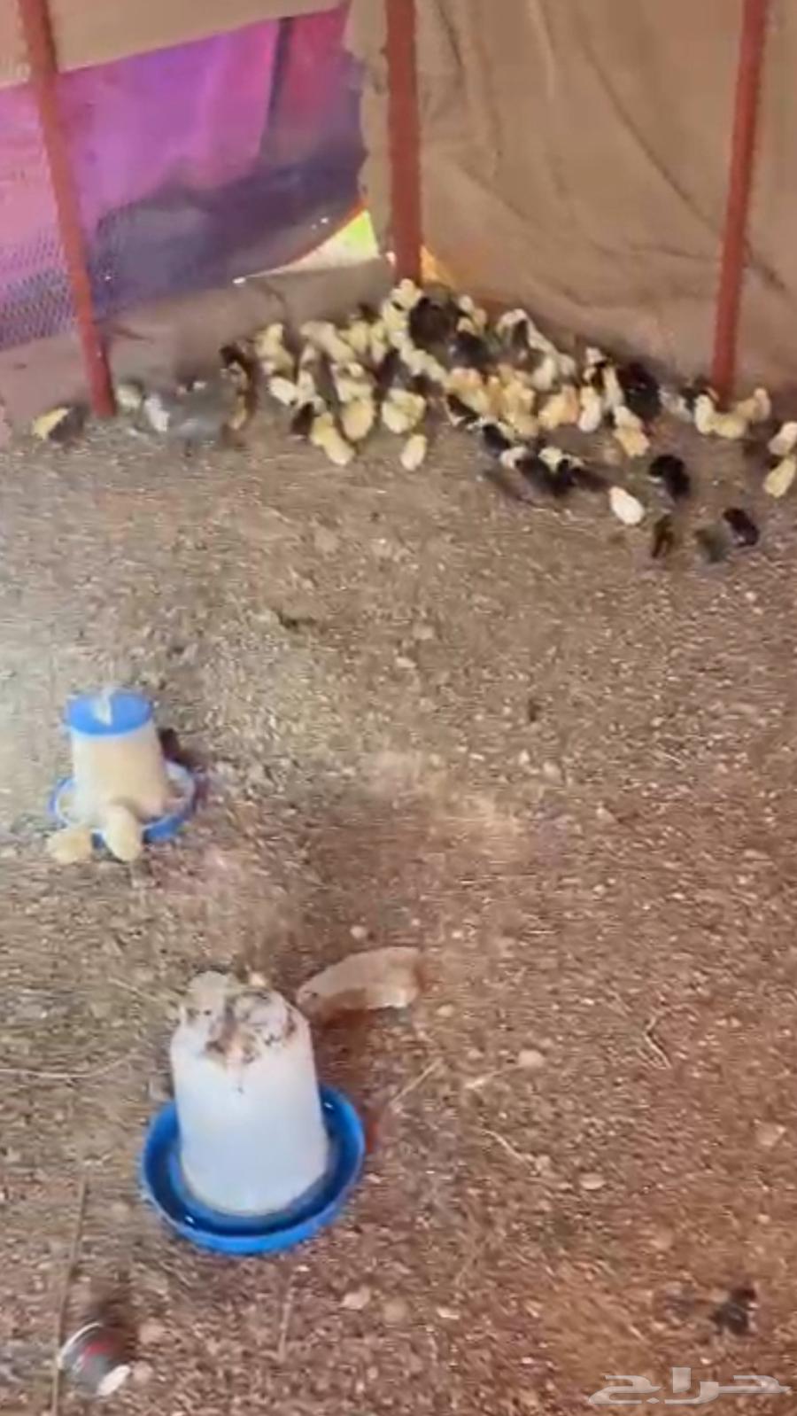 Homemade chicken sauce for sale63246491124354112