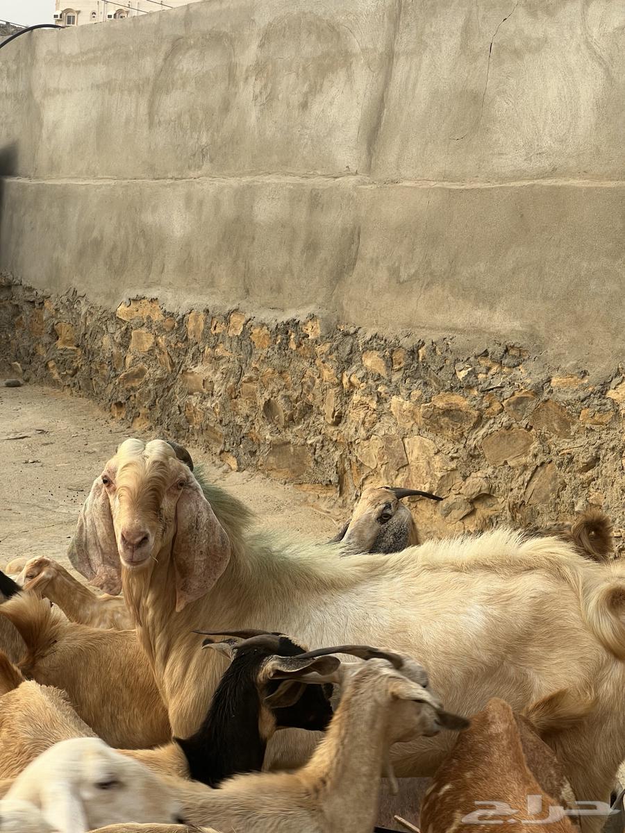 Male goat for sale, price negotiable. Contact number: 055 840 873163245443749635113