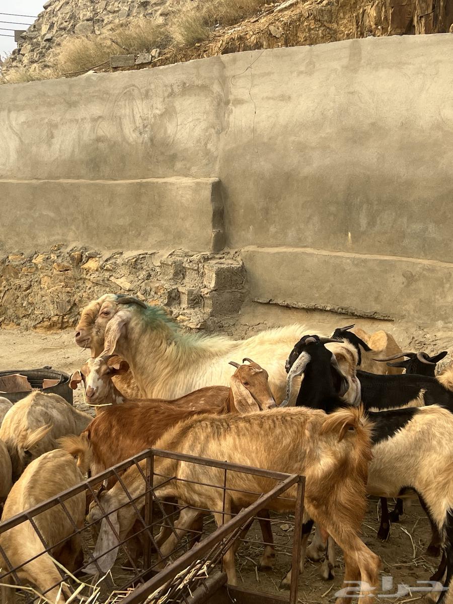Male goat for sale, price negotiable. Contact number: 055 840 873163245443749635112
