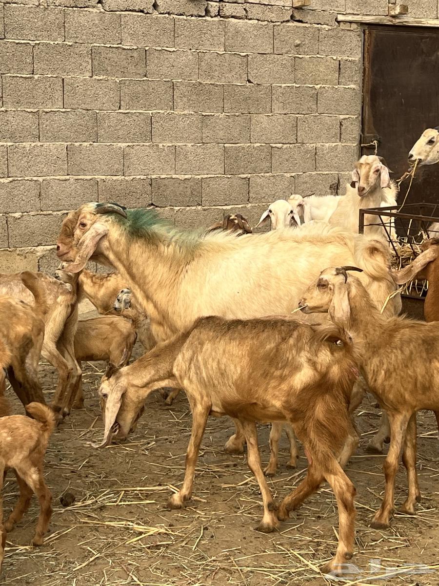 Male goat for sale, price negotiable. Contact number: 055 840 873163245443749635111