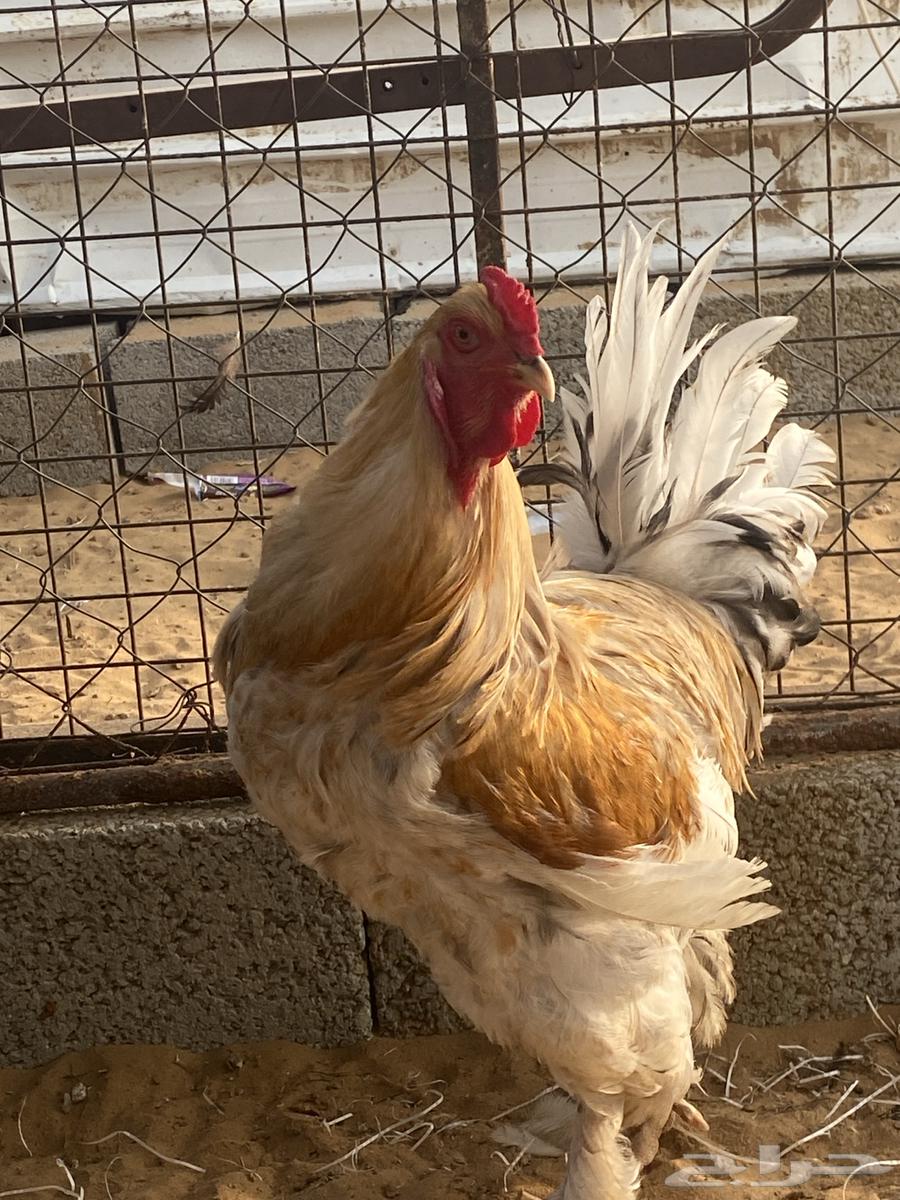 Brahma chicken63245955160833111