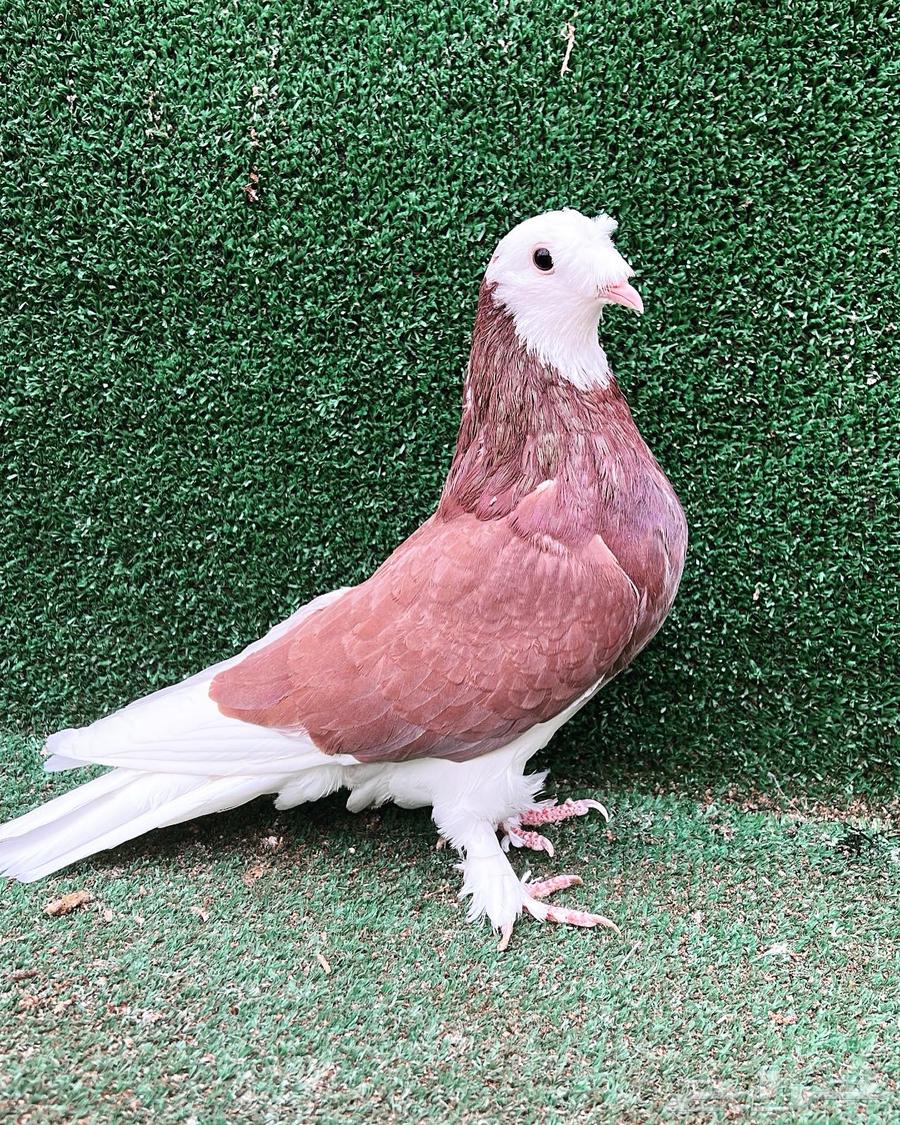 حمام تركي طواقي632485027232021116