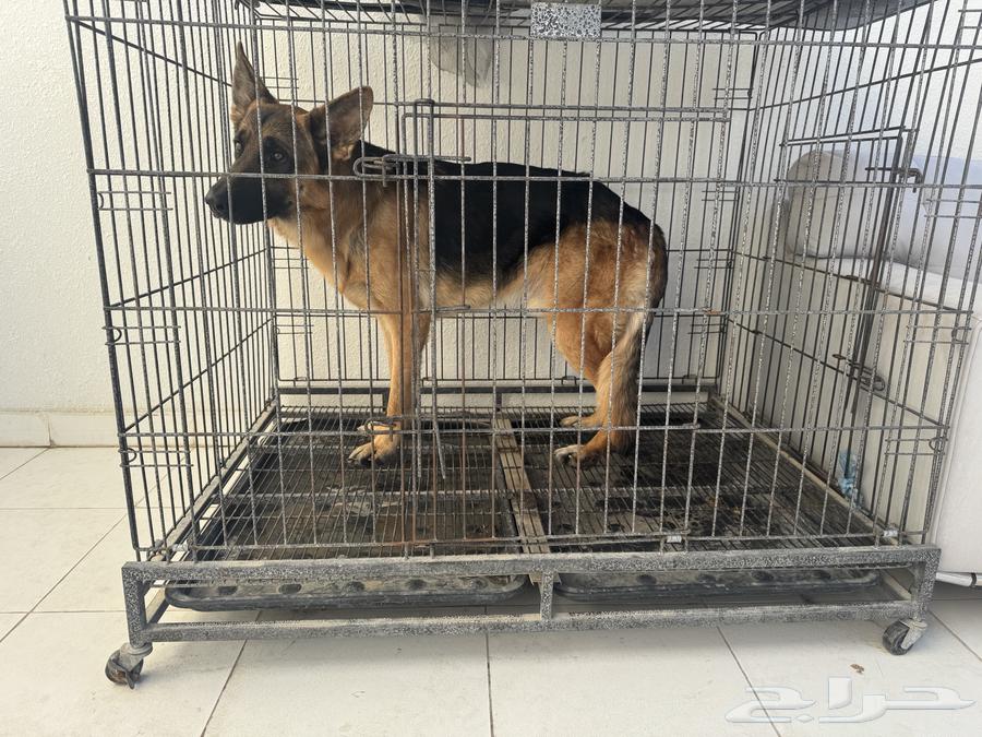 For sale German Shepherd dog63246480332417111