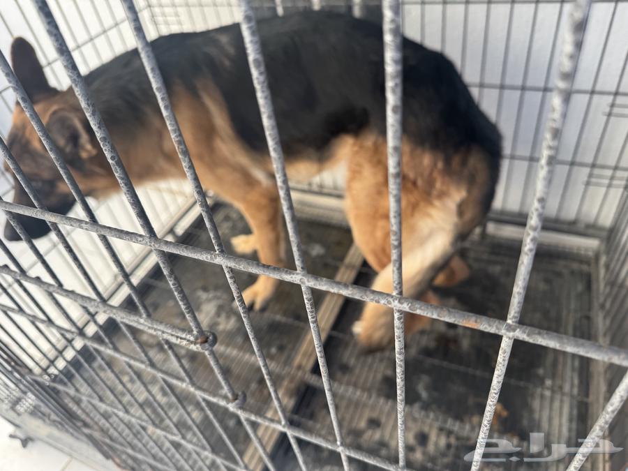 For sale German Shepherd dog63246480332417112