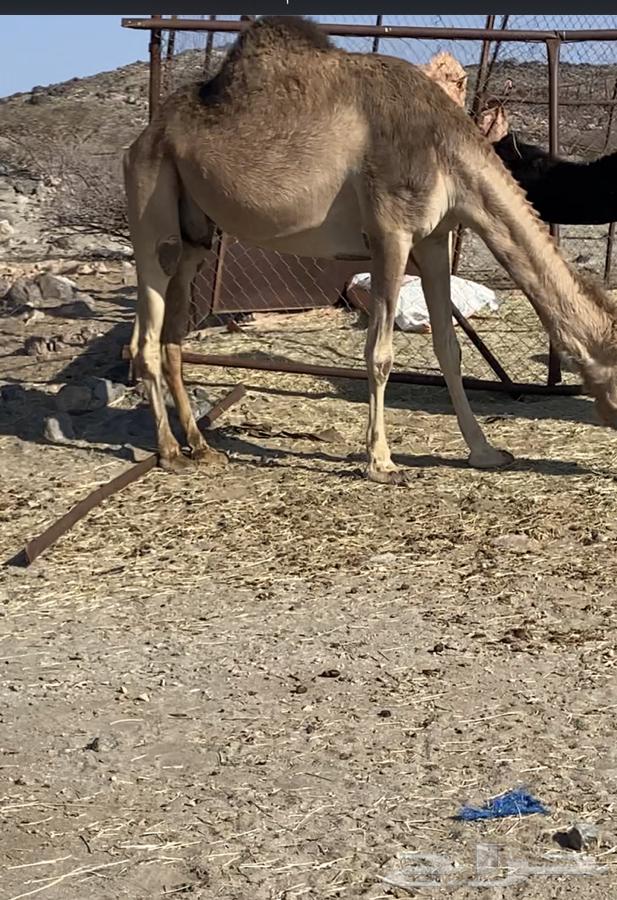 Camel63008087642753111