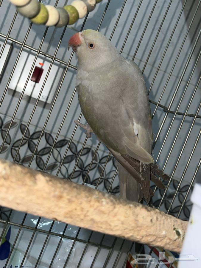 Parrot632454395499531115