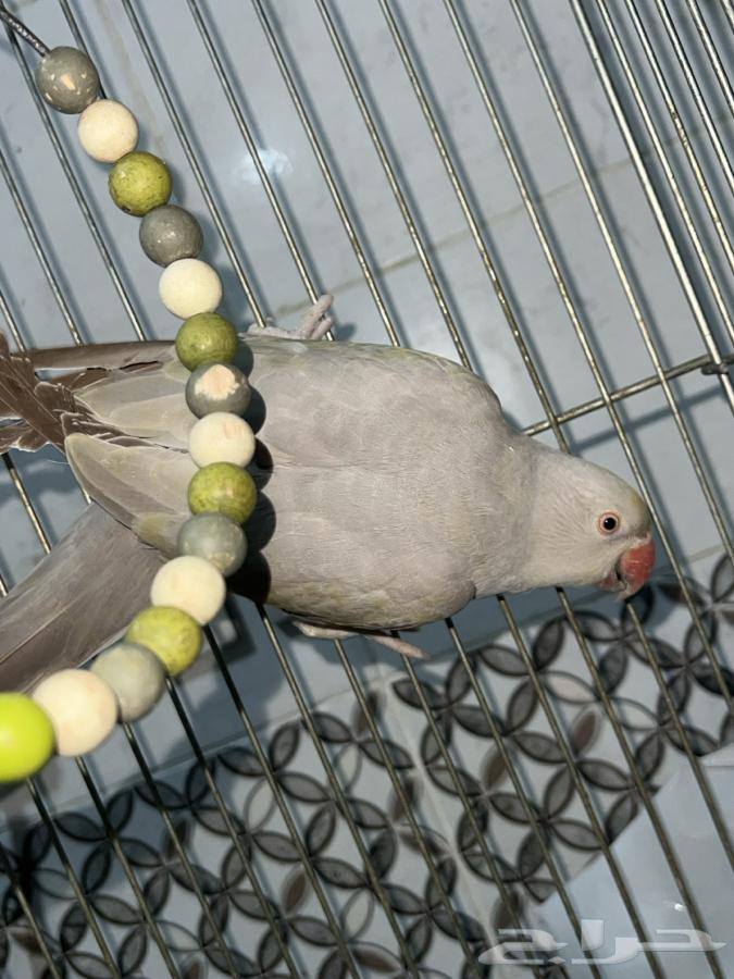 Parrot63245439549953111