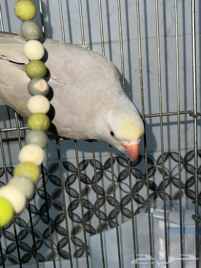 Parrot63245439549953112