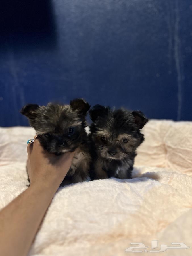 Yorkshire Terrier mixes63244933351553112