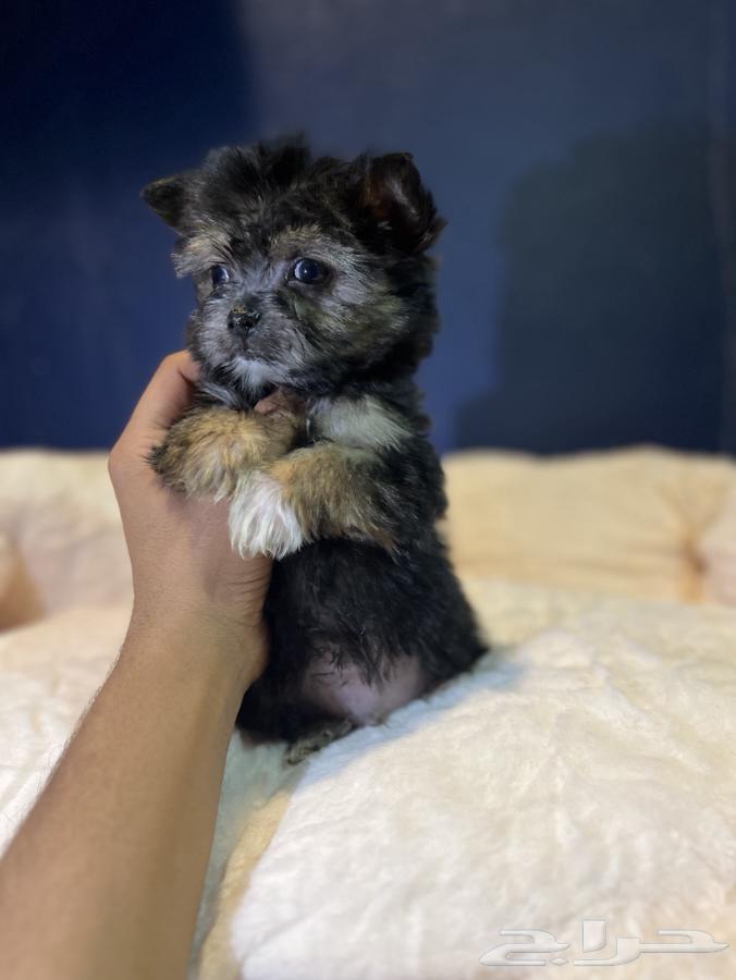 Yorkshire Terrier mixes63244933351553111