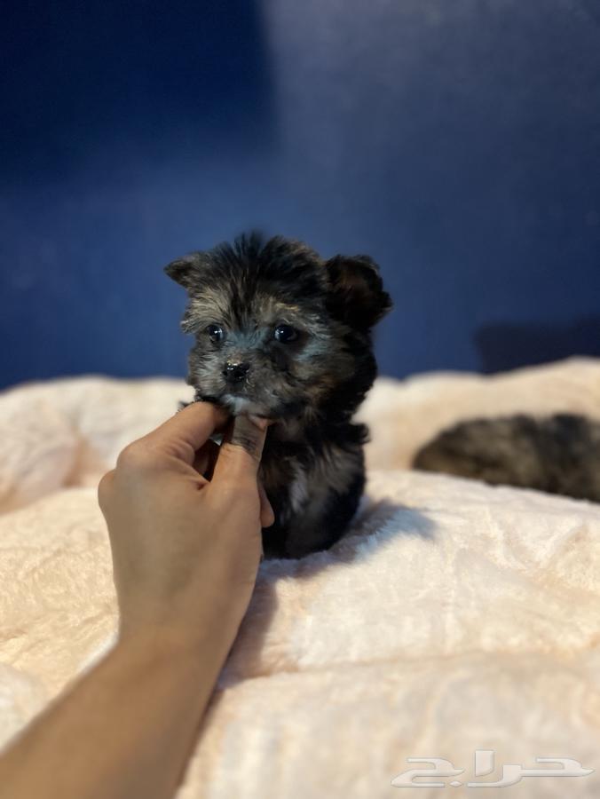 Yorkshire Terrier mixes63244933351553113