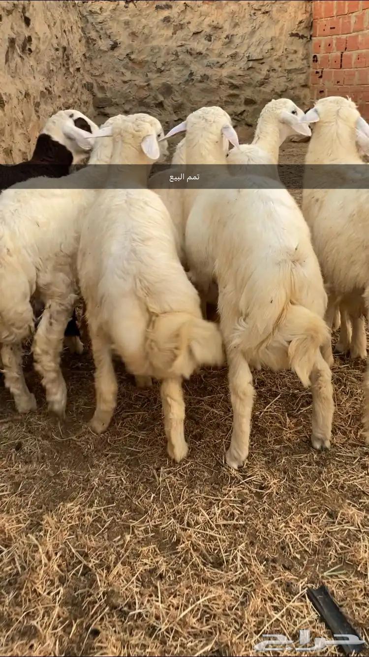 طليان حريات العدد 8632474938792991128
