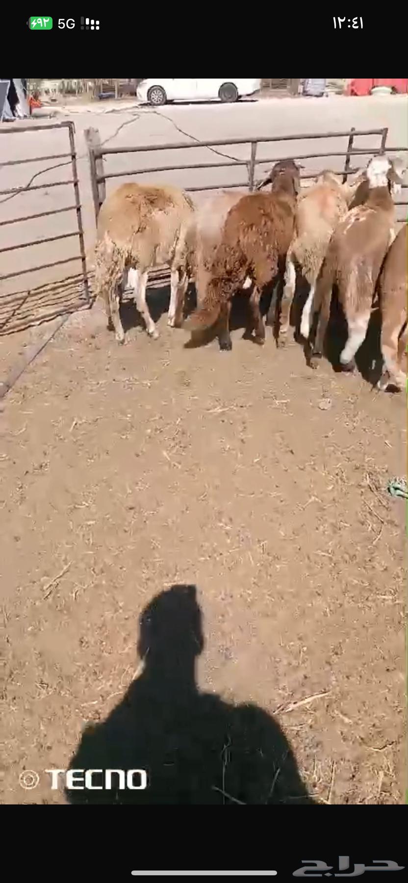 ذبايح سواكن مرابي طيبه جدا632474888126731122