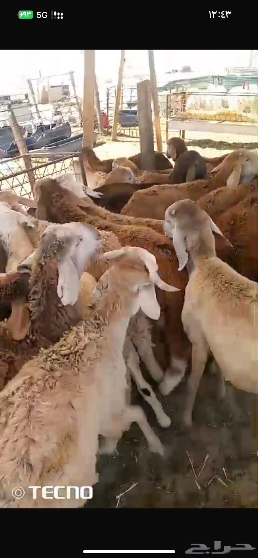 ذبايح سواكن مرابي طيبه جدا63247488812673114