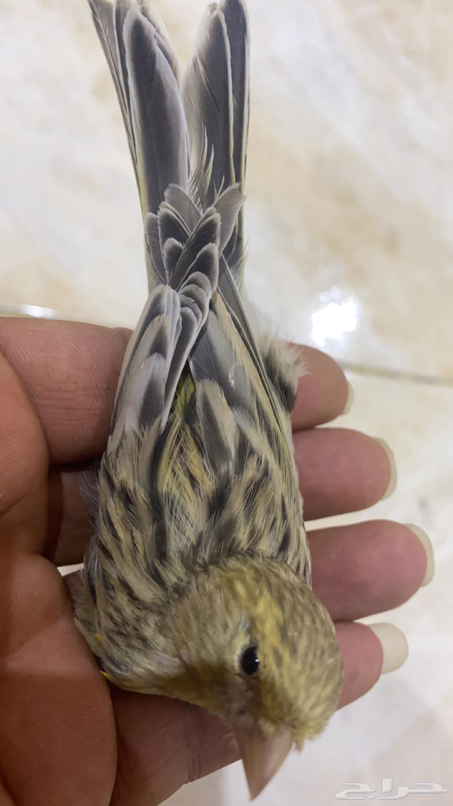 للبيع عشر حبات كناري63246494623361112