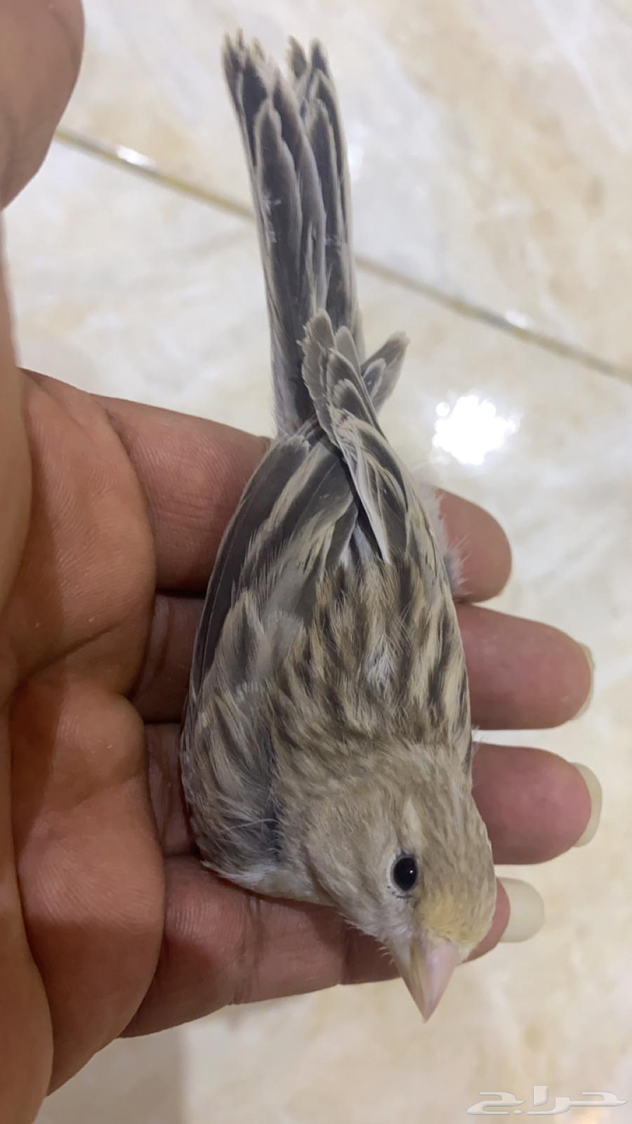 للبيع عشر حبات كناري63246494623361114