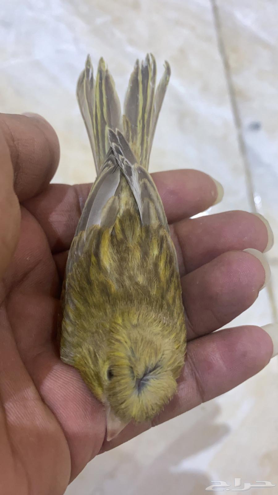 للبيع عشر حبات كناري63246494623361111