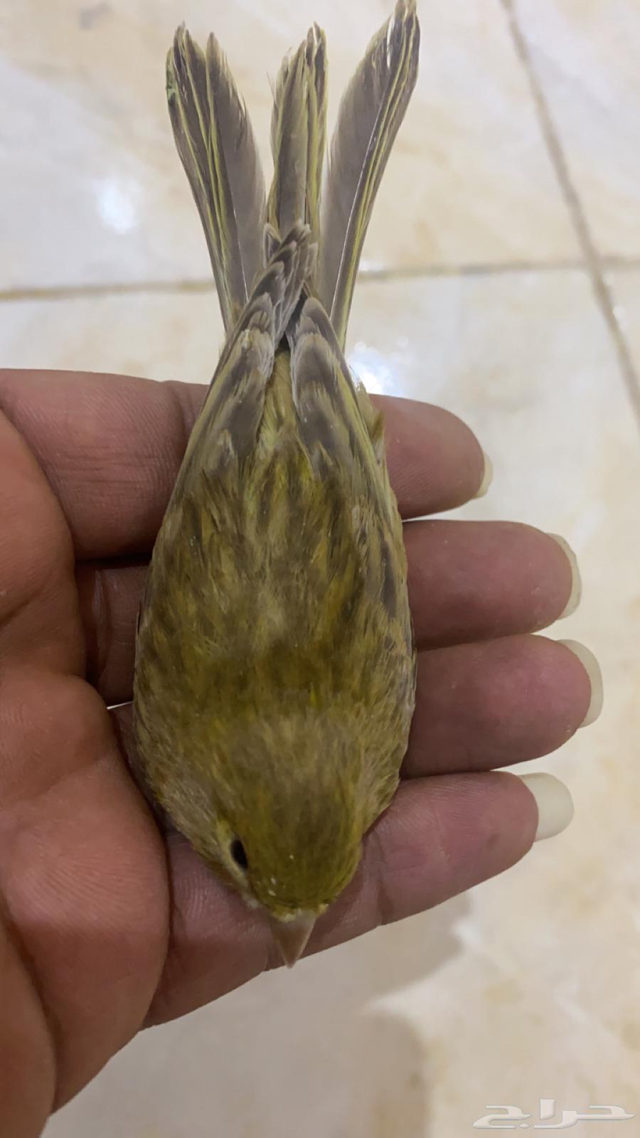 For sale, ten canary seeds632464946233611112