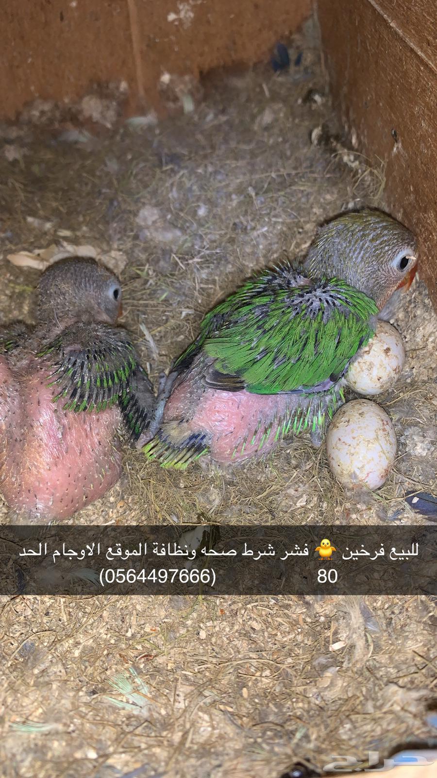 فرخان للبيع من فشر632454476154891129