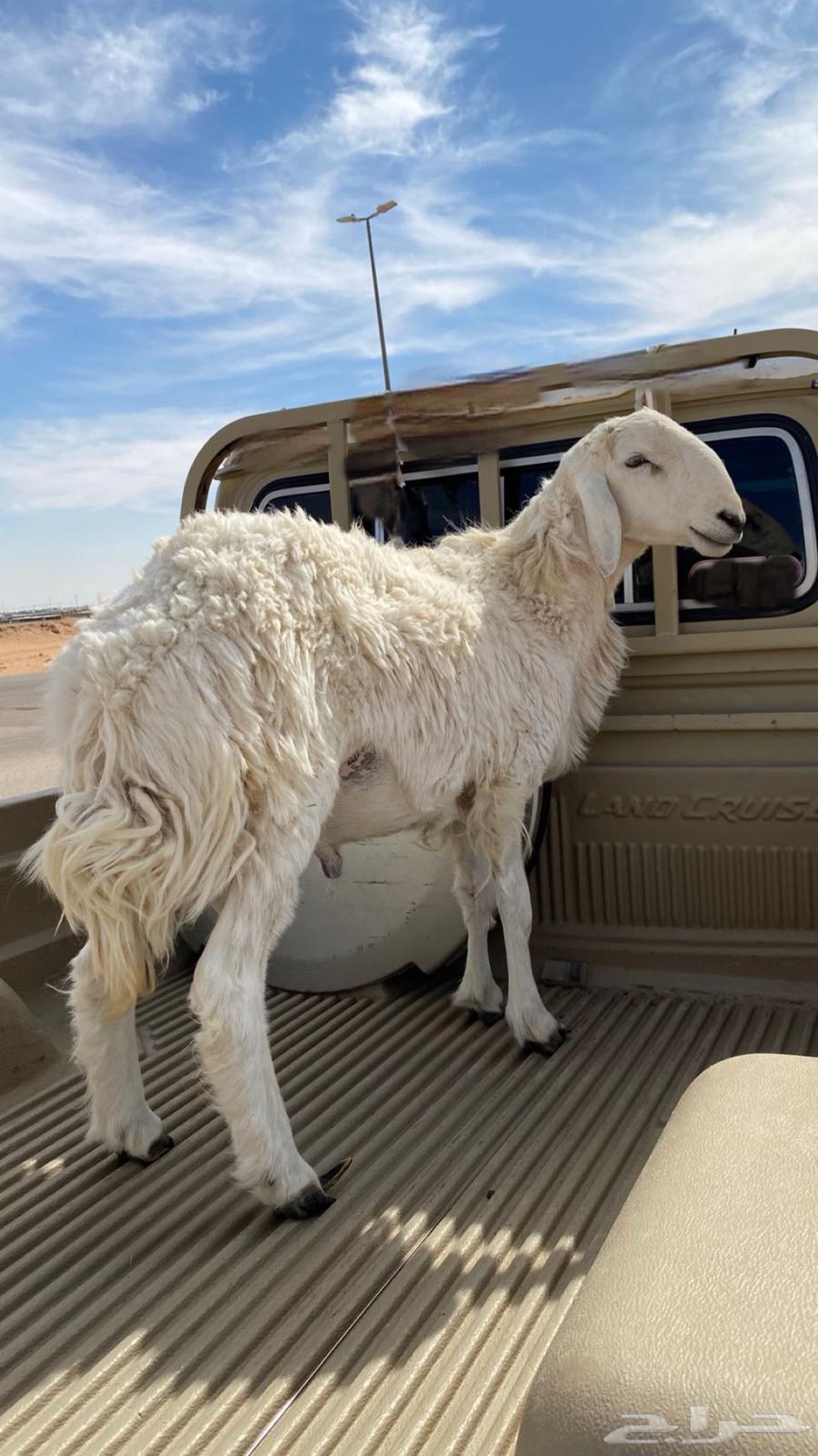For sale: a two-year-old conditioned ram, free from all defects632433949308191125