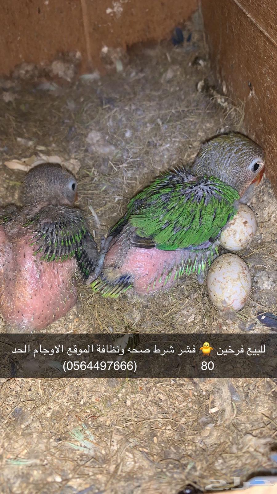 لبيع فراخ فيشر632424023084831117