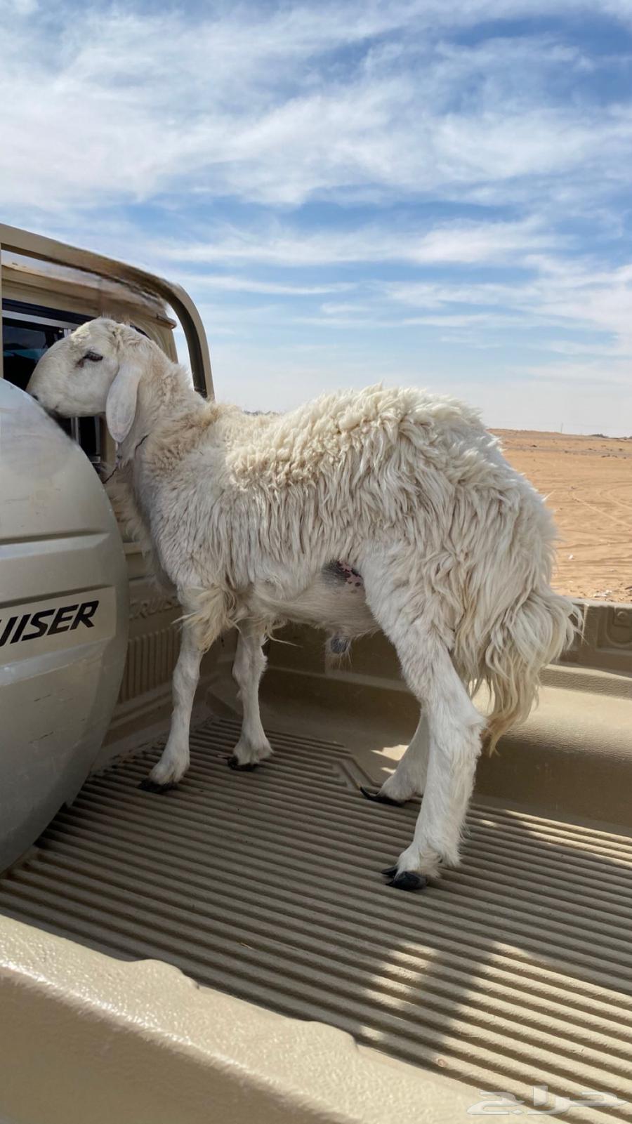For sale: a two-year-old conditioned ram, free from all defects63243394930819111